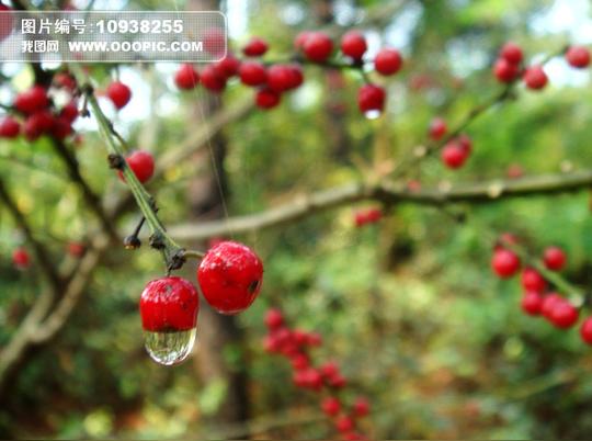晶莹的红豆图片素材(图片编号:10938255)_植物