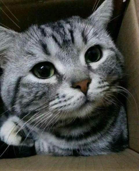 美短虎斑猫成年种猫