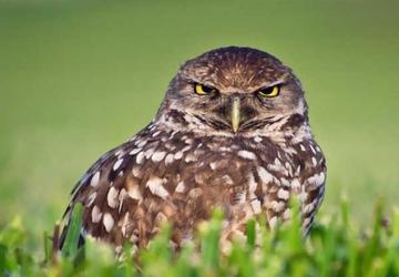 看不我大爽，极度不爽表情包