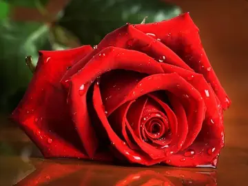 玫瑰数量 情人节送玫瑰花是一种全球性习惯(图1)