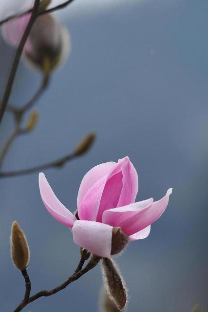 辛夷花图片,又到玉兰开花的季节?