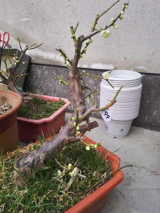 正宗台阁绿萼，金钱绿萼|原生绿萼梅，双色梅盆栽.三色梅花多色梅