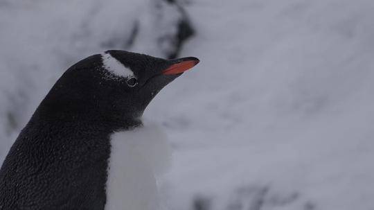 4k南极旅游宣传片(7分钟)_3840x2160_高清视频素材(:)