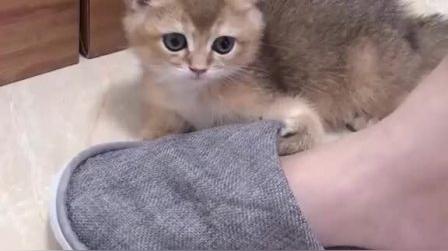 奶猫什么时候吃猫粮