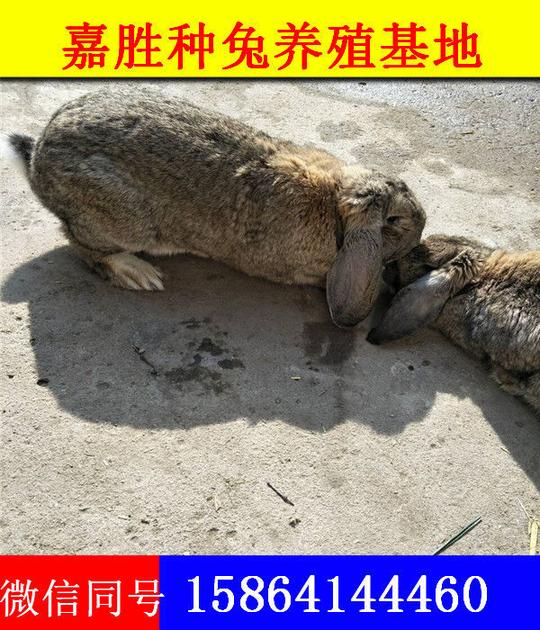 2018年养殖兔子赚钱吗
