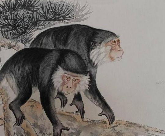 如果猴要和龙做生意,猴要小心栽进去,但你们要是同伙的话,可以