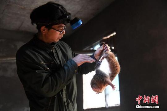 从教师到农民江西新余"鼠王"的返乡创业路
