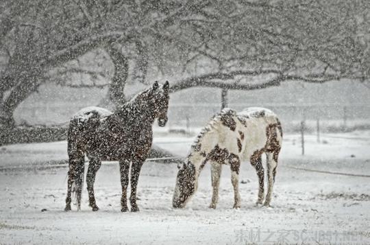 雪中马儿图片冬季下雪天雪中马儿图片下载_素材之家