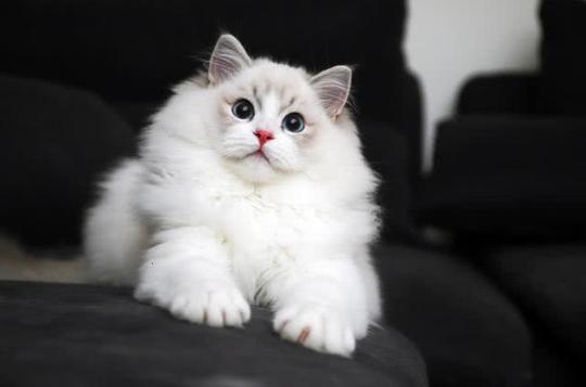哆咪布偶猫舍早已放弃传统的猫咪繁育方式,对于布偶猫的体型,毛量
