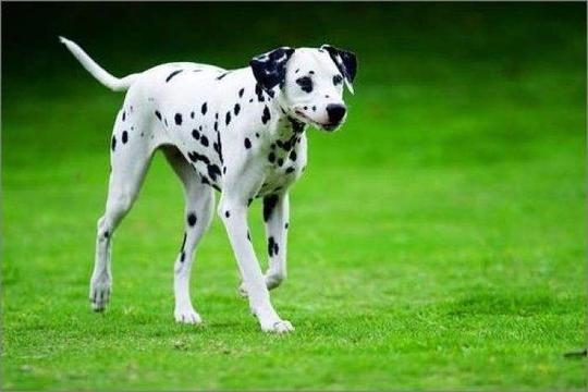 大麦町犬好养吗，以下内容请看仔细