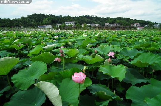 荷花池塘图片夏日荷塘美景_花草类_植物图片