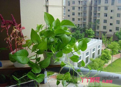 商家巧做雾霾生意:餐馆送银耳羮鲜花店送绿萝