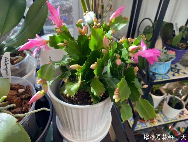 小孩子捂出来的热病