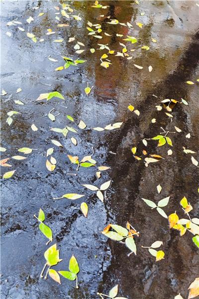 黄色_叶子_雨_图片大全—全景创意图库（quanjing.com）中国领先的正版图片视频素材网站