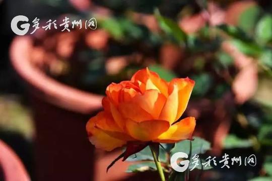 大龙:杨新云与老伴11年的花卉种植创业路