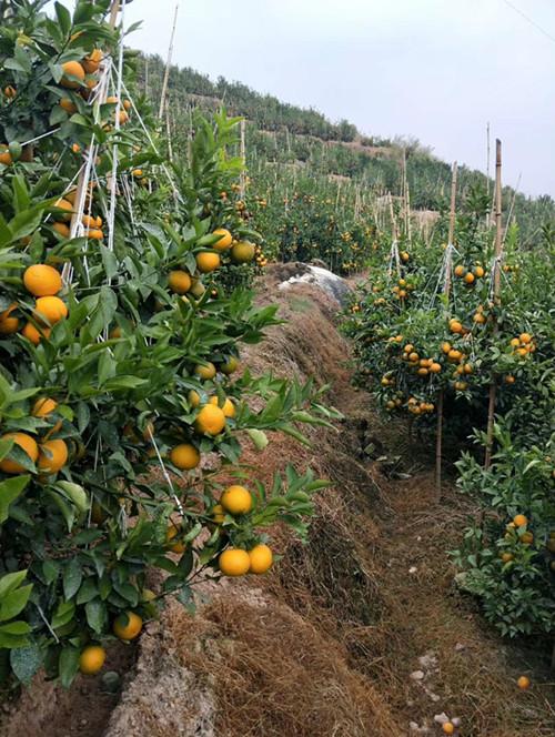元江锦泉农业有限公司种植的千亩方橘(沃柑)大量成熟上市