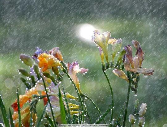 阵雨花朵夏天下雨水滴阳光窗外雨滴高清绿叶植物