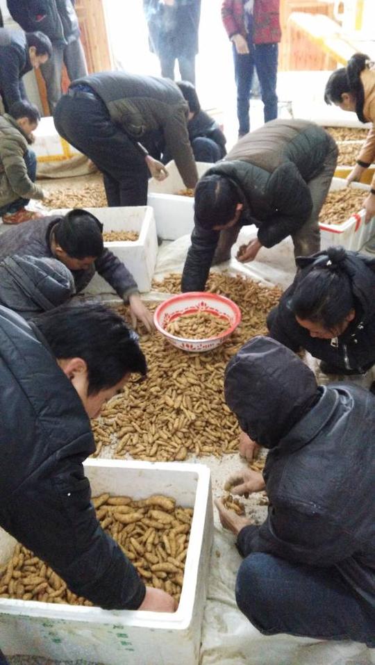 云南保山天麻行情重楼种苗种植材致富项目