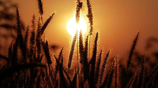 唯美生态芦苇太阳夕阳_3840x2160_高清视频素材下载