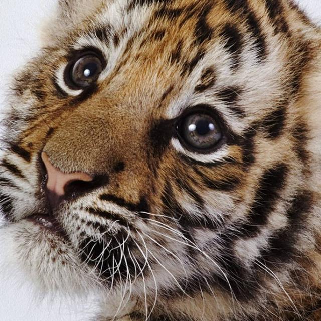 萌虎壁纸iphone专用 头条搜索