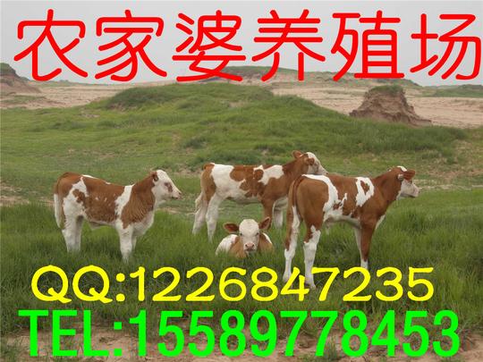 14年季度政府加大扶持补贴养殖西门塔尔牛小牛致富创业项目，