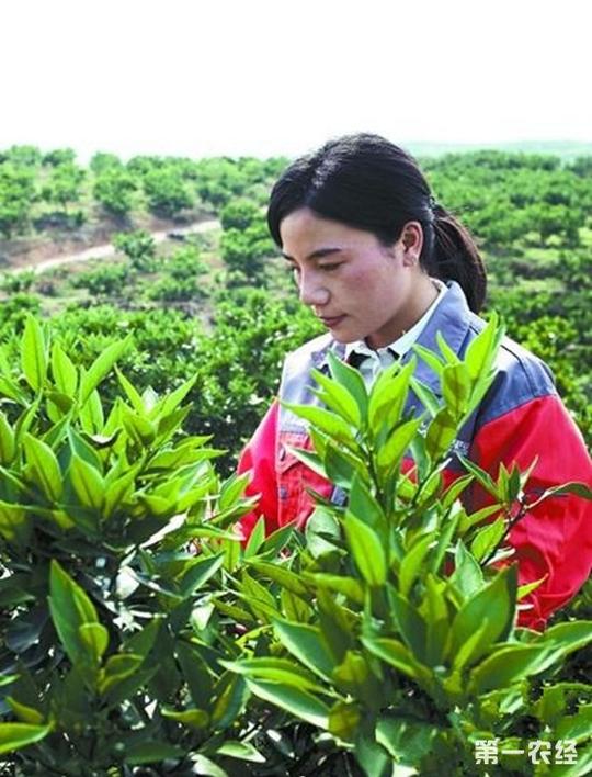 湖南常德“奶茶妹妹”的“杂柑果园”致富记