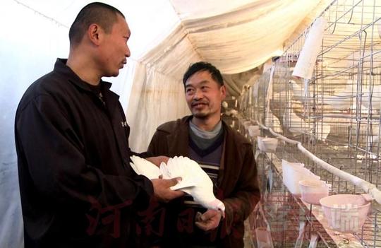 创业故事:白鸽养殖投入低风险小，带动15个村上千人脱贫致富