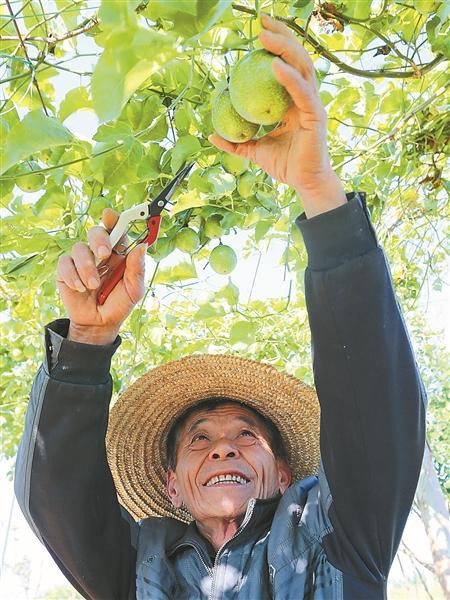 在钦州创业的台湾果农