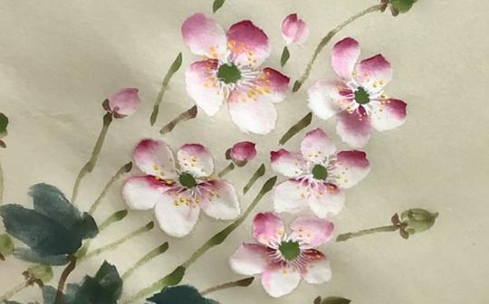 【国画】野棉花，写意花卉，冷门植物写生