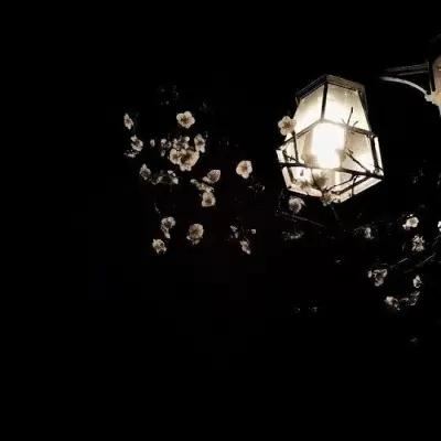 林川／意境／ins／夜晚／背景图／素材／小清新,风景静物,花朵,唯美,家居