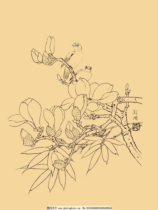 玉兰玉兰花白玉兰花卉白描线描勾勒中国画古典中国风