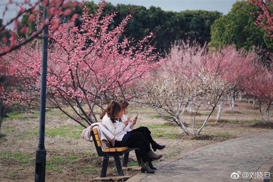 推荐无锡一处免费冷门赏花景点--江阴泽枯禅寺