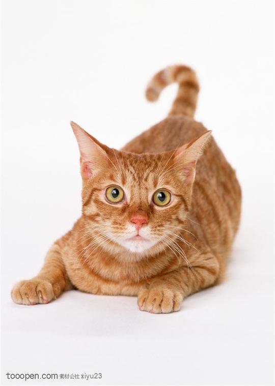 可爱猫咪-抬头的漂亮虎纹猫图片素材下载_素材