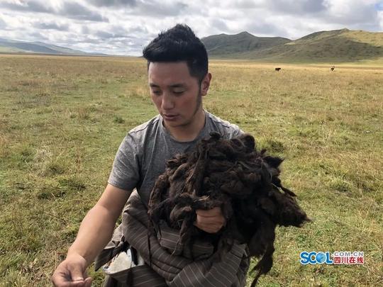 个抱摔将一头重量超过一吨的牦牛撂倒在地,三下五除二就采下了一大捧