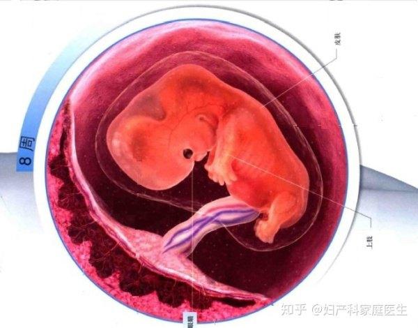 孕期乱吃药会导致胎儿畸形吗