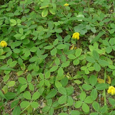 蔓花生 头条搜索