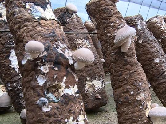 董家岭村大兴"菇"生意"蘑菇哥"致富不忘挖井人