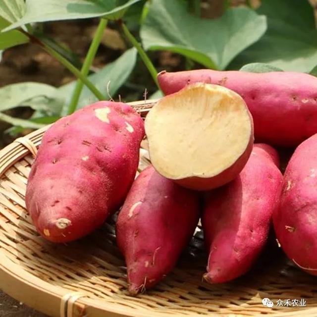 小孩疳积症怎么治疗
