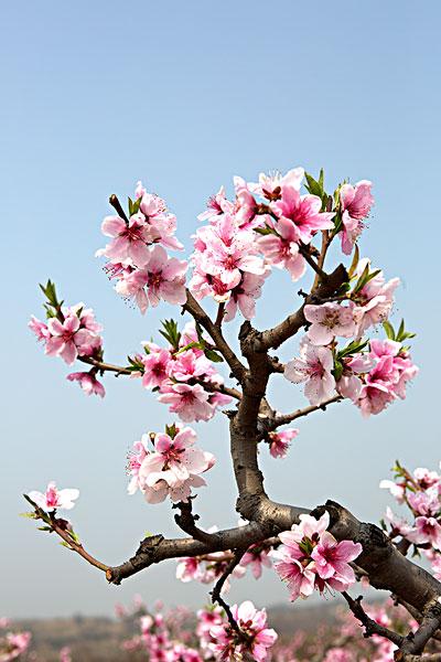 桃花_图片大全—全景创意图库（quanjing.com）中国领先的正版图片视频素材网站