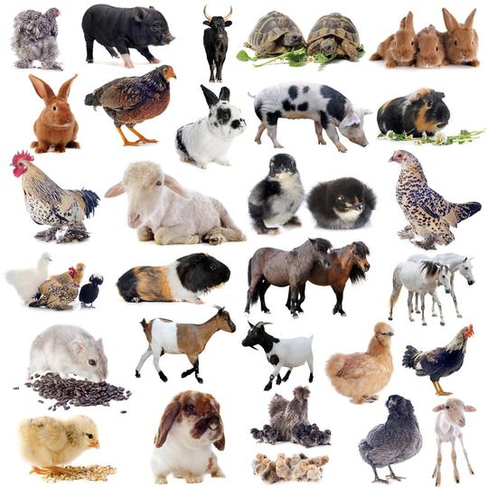 29种常见动物高清图片绵羊老鼠马猪兔子乌龟公鸡母鸡家禽素材