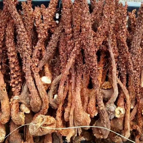 大兴安岭不老草野生草苁蓉泡酒料列当煲汤泡茶野生山苞米100g包邮