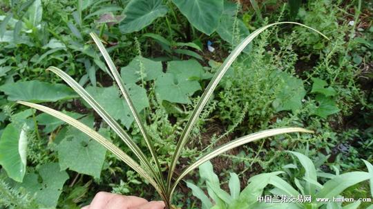 蕙兰线艺蕙兰瓷白艺《老苗》蕙兰瓷白艺老苗让种赌发芽,此草不