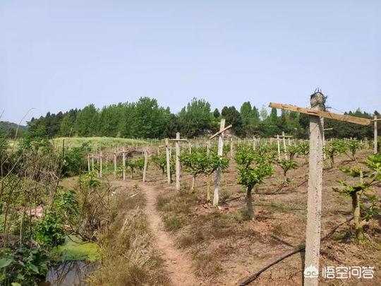 农村挣钱好项目:现在农村干什么收入最高?第14张
