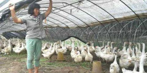 农村人蔬菜地里养大鹅，原本想卖个好价格，如今却无人问津