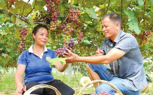 张心全夫妻早年双双外出打工苦学葡萄种植技术,2008年开始种植醉金香