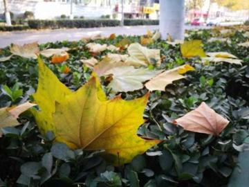 冬季济南多刮什么风?是什么原因造成的？