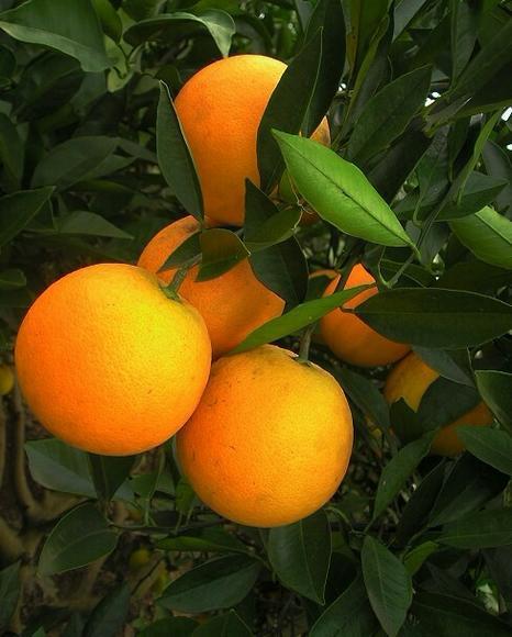 麻阳冰糖橙