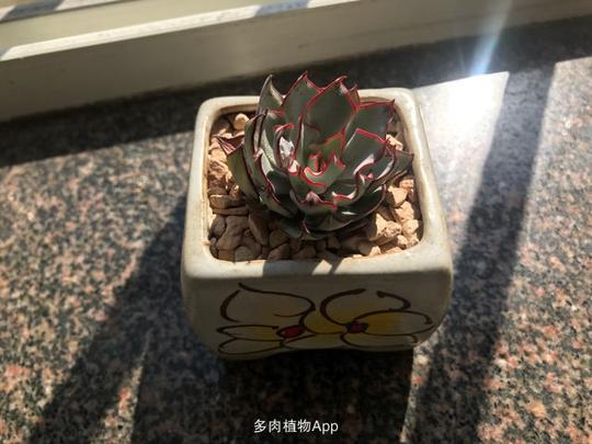 海林娜,墨海,婵娟,剑斯诺娃—控养小精品