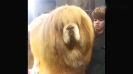 这是个啥?朋友说50万买来的原生藏獒，看完之后:我信你个鬼!