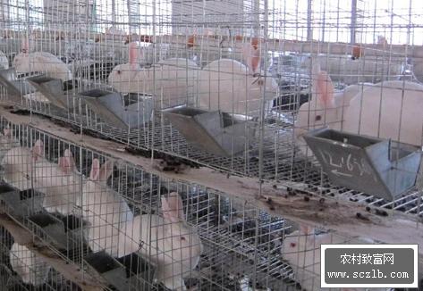 农村养什么兔子赚钱,看青海养兔专业户钟军养殖獭兔致富的故事